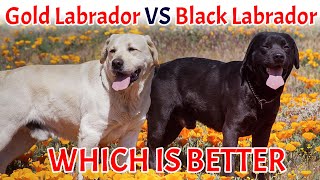 Black Labrador or Golden Labrador  Which Is Better  By Baadal Bhandaari [upl. by Roye]