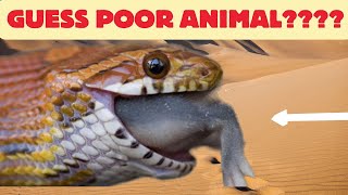 Snake eating rat  snake  snake amp rat  snake bite  snake attack  snake eating mouse [upl. by Yrrah]