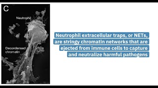 Improved assay for quantifying citrullinated histones as markers of disease [upl. by Anna655]