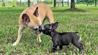 French Bulldogs Heartbreaking Reaction To Meeting Puppy For First Time [upl. by Powell631]