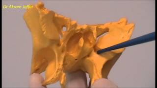 Osteology of the Skull 9 Sphenoid Bone [upl. by Llertniuq]