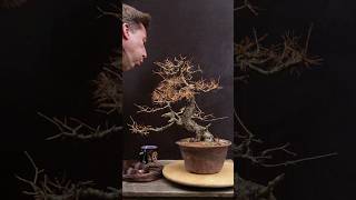 Larch Bonsai transformation Winter Maintenance [upl. by Ahsyekal]