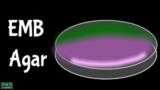 EMB agar  Eosin Methylene Blue Agar [upl. by Adnic]