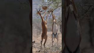 The GiraffeDeer The Bizarre yet Fascinating Gerenuk [upl. by Henriette]