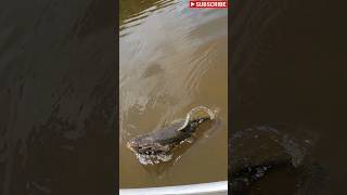 A GIANT Wolf Fish Aimara Tries to Jump into the Boat fishing jungle river dangerous [upl. by Pathe]