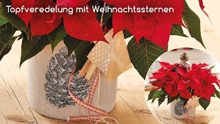 Dekorationsideen für zu Hause Topfveredlung mit Weihnachtsstern [upl. by Roter]