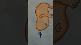 Development of an embryo  class 8  Biology 🥰🥰 [upl. by Atteugram]