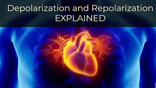 What is Depolarization and Repolarization Simply Explained [upl. by Almeta]