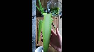 How to Cut amp Extract Aloe Vera Gel from a Whole Leaf [upl. by Sim458]