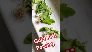 How to potting small saplings of Chrysanthemum  Guldaudi gardening nature shorts flowergardenin [upl. by Enajharas197]