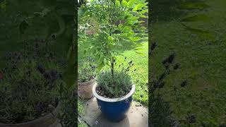 Wisteria Tree In A Container [upl. by Arber85]