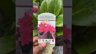 newplants bergenia hellebores [upl. by Kistner]