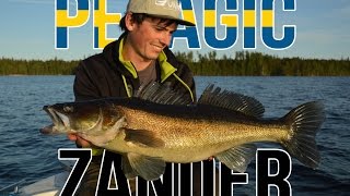 Gunki TV  Pelagic zander fishing in Sweden [upl. by Eiramasil]