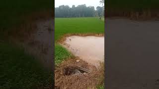 അന്നത്തിൽ അമേദ്യം കലർത്തുന്നവർ septage to paddy field kalathoor Kottayam [upl. by Leifeste]