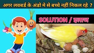 lovebirds egg infertility solution  eggs mein se bacche nhi nikal rhe kya kre complit solution [upl. by Homer60]