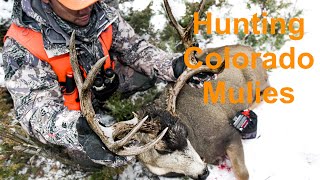 Public Land Colorado Mule Deer Hunt  3rd Season [upl. by Aerbma]