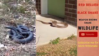 RedBelliedBlacksnake carpetPythonBrownSnake reptiles wildlife animals animalrescue [upl. by Marino]