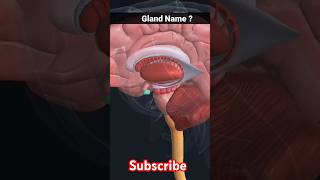 pituitary gland  pituitary gland anatomy foryou shorts [upl. by Eileen123]