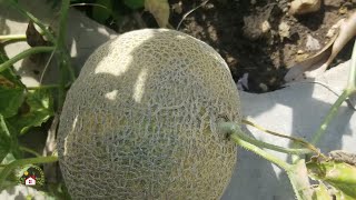 CULTIVA TUS PROPIOS MELONES EN CASA [upl. by Enamrahc]