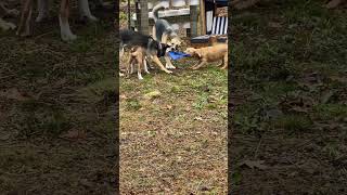 She’s such an amazing tolerant dog follow puppy doglovers shortvideos viralvideo reels fyp [upl. by Bullen]