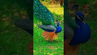 peacock🦚 peacockvoice peacocksound peacock nationalbird peacockbeauty beauty peacocking [upl. by Annhej]