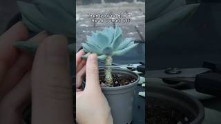 Dry Propagate Succulents by Leaf and Stem succulent plantpropagation [upl. by Eddi]