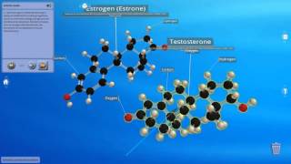 Biochemistry  Hormones and Neurotransmitters Studio [upl. by Serafina569]