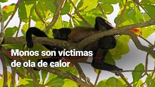 CalorEnMéxico  Monos aulladores han muerto por las altas temperaturas en Tabasco [upl. by Zwiebel614]