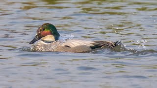 Falcated Duck 羅紋鴨 [upl. by Annahsed]