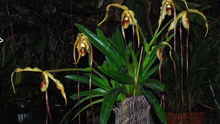 ОРХИДЕЯ Phragmipedium humboldtii Пересадка [upl. by Geilich274]