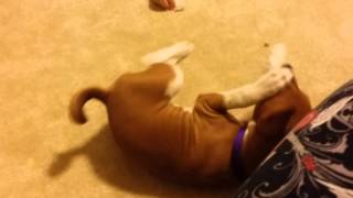 Playful Basenji [upl. by George]