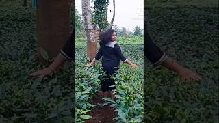 Tea garden explore Duars tourMonChayr5u song love [upl. by Arin]