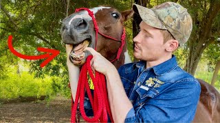 How To Give A Horse Oral Medicine Dewormer [upl. by Hael]