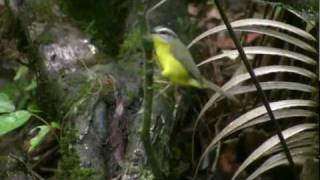 Goldencrowned Warbler Basileuterus culicivorus [upl. by Bullivant]