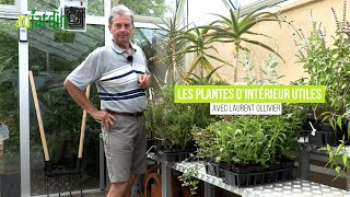 PLANTES DINTÉRIEUR UTILES😃Pour la DÉCO la CUISINE le SOIN ou le PARFUM [upl. by Kristel]