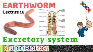 Class 11Zoology LecturesDiscuss Excretory system Types of nephridia ampstructure in Earthworm213 [upl. by Axia]