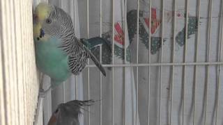 Horny Female BudgieParakeet [upl. by Yatnwahs]