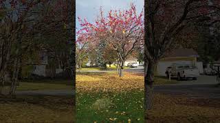 All is crabapples trending alaska fallseason viralvideo crabapples [upl. by Heer]