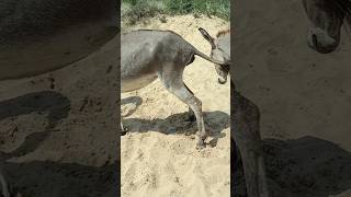 Donkeys is excited donkeys ytshorts [upl. by Ynnij]