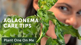 Ultimate AGLAONEMA Chinese Evergreen CARE Guide — Ep 207 [upl. by Eedoj]