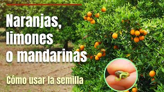 Cómo germinar naranjas mandarinas o limones paso a paso [upl. by Kenleigh191]