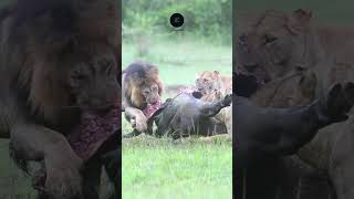 Lions Feast on a Buffalo Kill in the Serengeti safarisightings africannationalpark [upl. by Paz804]