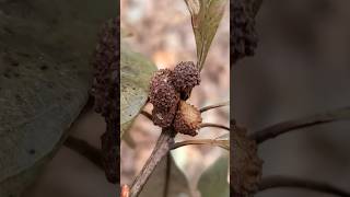 Oak Lobed Petiole Galls has roughened top arises from the petiole rather than a stem or leaf vein [upl. by Kahlil5]