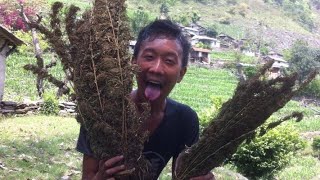 Ganja ko Sahara  To all Topendra 555  Legalize Nepal weed [upl. by Musa]