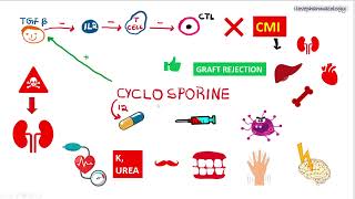 Immunosuppressants PART  2  Calcineurin INHIBITORS  CYCLOSPORINE  TACROLIMUS [upl. by Naujej]