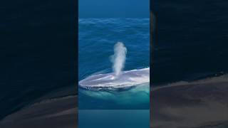 Why whale spray water facts animals shorts knowledge [upl. by Allemac]