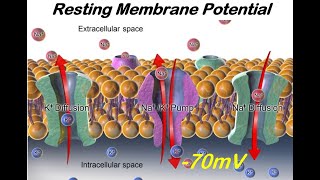 How the Resting Membrane Potential Develops How Neurons are Charged at 70mV [upl. by Casady]