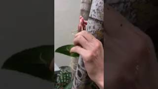 Video 1 How to mount an orchid onto a tree [upl. by Espy]