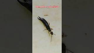 أبو مقص أو إبرة العجوز أو ثاقبة الأذن Dermaptera  Earwig أبومقص Dermaptera حشرات earwig [upl. by Naujahs]