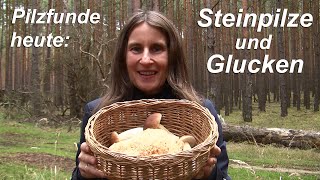 Pilzfunde heute Steinpilze und Glucken [upl. by Dnalkrik]